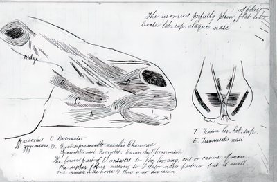 Uten tittel Anatomical Study Of Horse