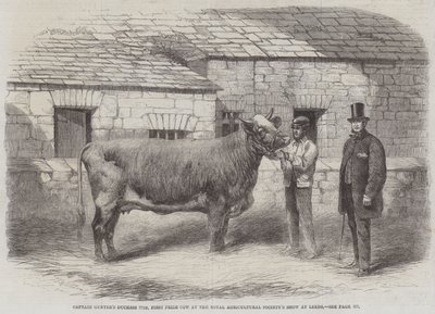 Kaptein Gunters hertuginne 77., førstepremieku på Royal Agricultural Society