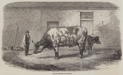 Den australske Ox Tooran av Thomas Harrington Wilson