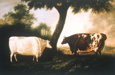 To Shorthorn Storfe av Thomas Harrington Wilson