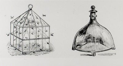 Vepse- og fluefeller, fra Thomas Mawsons 