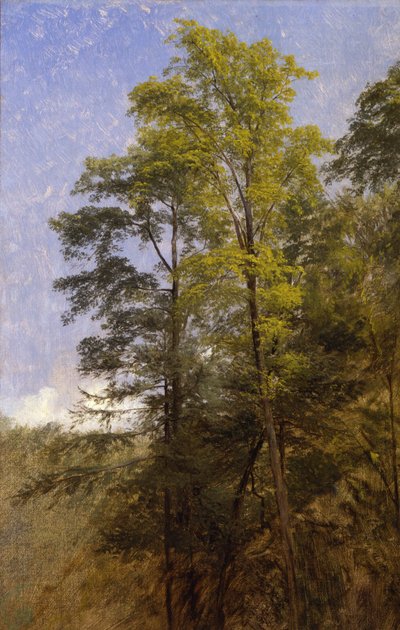 Tree Study, Catskill Clove, N.Y. av Thomas Hiram Hotchkiss