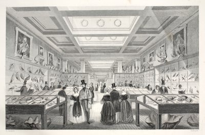 British Museum, Zoological Gallery, fra puben 