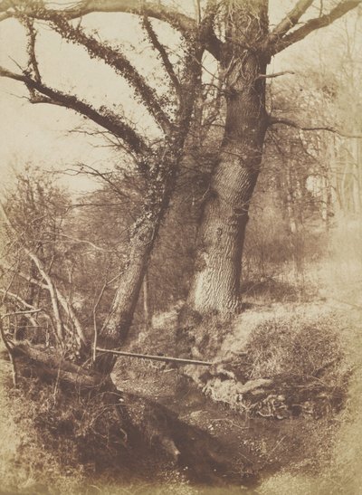 Trær, 1854-57. av Thomas Keith