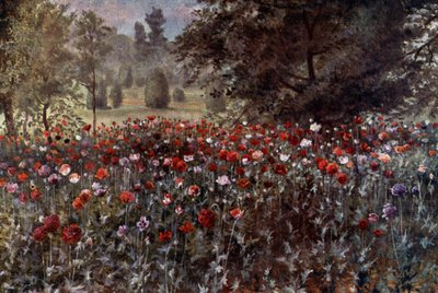 Kew Gardens: The Poppy Beds (farge litho) av Thomas Mower Martin