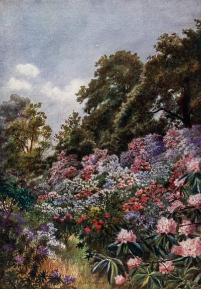 Kew Gardens: The Rhododendron Dell (farge litho) av Thomas Mower Martin
