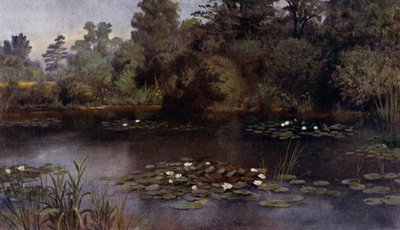 Kew Gardens: The Water Lily Pond (farge litho) av Thomas Mower Martin
