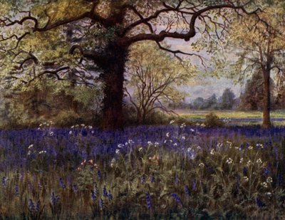 Kew Gardens: Wild Hyacinths (farge litho) av Thomas Mower Martin