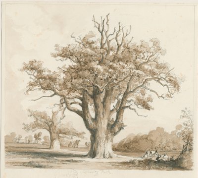 Teddesley Hall - Oak Trees: blyant- og vasketegning, nd [november 1842] av Thomas Peploe Wood