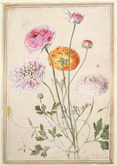 Blomsterstudie, ca. 1760 av Thomas Robins