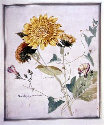 Helianthus og Convolvulus (akvarell på papir) av Thomas Robins