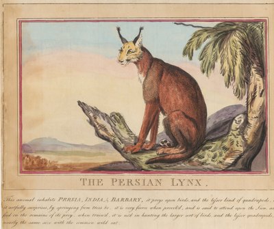 Sett med åtte bilder med tittelside. «Utenlandske og innfødte dyr.»  7.  Den persiske gaupen av Thomas Rowlandson