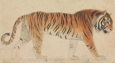 En tiger, i helfigur, i profil, gående mot høyre av Thomas Stothard