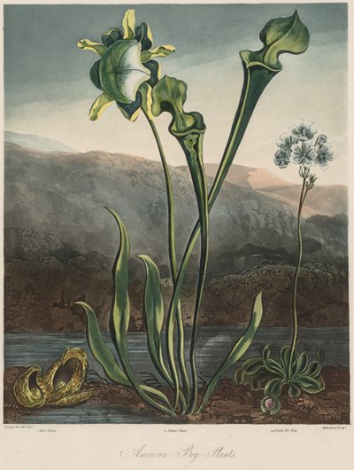 The Temple of the Flora: American myrplanter. av Thomas Sutherland