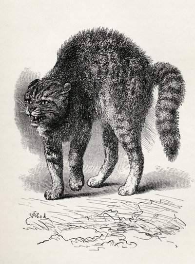 Katt skremt av en hund, fra Charles Darwins "The Expression of the Emotions in Man and Animals", 1872 (litho) av Thomas W. Wood