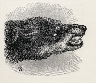 Hodet for snerrende hund, fra Charles Darwins 