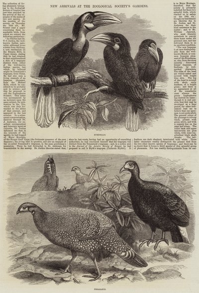 Nye ankomster til Zoologisk Forenings hager av Thomas W. Wood