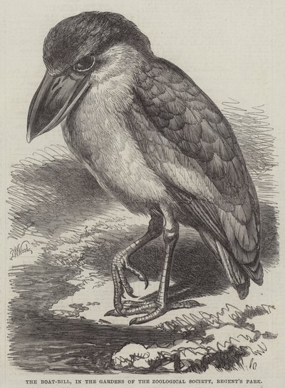 The Boat-Bill, i Gardens of the Zoological Society, Regent