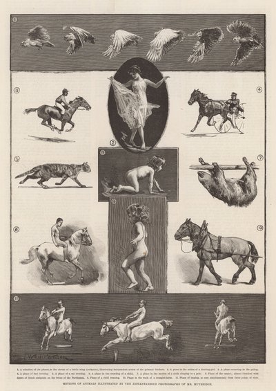 Bevegelser av dyr illustrert av øyeblikkelige fotografier av Mr Muybridge av Thomas Walter Wilson