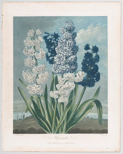 Hyacinths, fra The Temple of Flora, or Garden of Nature, 1. juni 1801., 1. juni 1801. av Thomas Warner