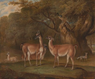 Lamaer og en rev i et skogkledd landskap av Thomas Weaver