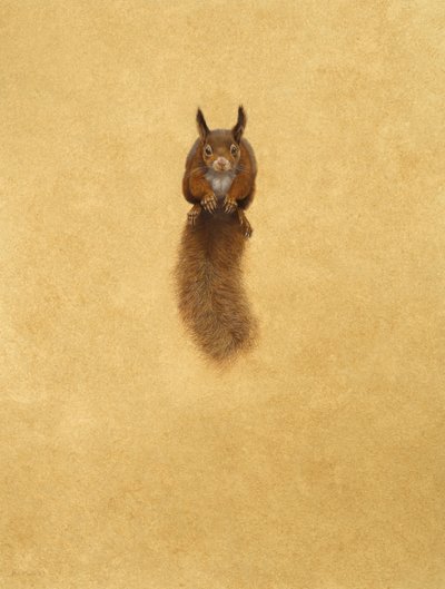 Leaping Red Squirrel - (akvarell og gouache på papir) av Tim Hayward