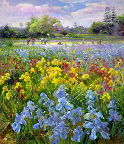 Hoeing Team og Iris Fields av Timothy Easton