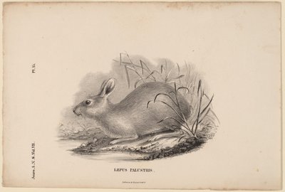 Sumphare av Titian Ramsay Peale