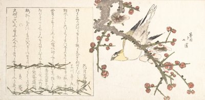 Bush Warbler on a Plomme Branch Ume ni uguisu, tidlig på 1800-tallet. av Totoya Hokkei