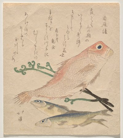 Rosa brasmer (shiro-amadai) og to små ørreter (ai) av Totoya Hokkei