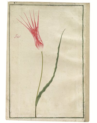 'Nazende-Âl' (Foraktelig crimson), rød og kremfarget tulipan, ca. 1725 (akvarell- og kroppsfargetegning) av Turkish School