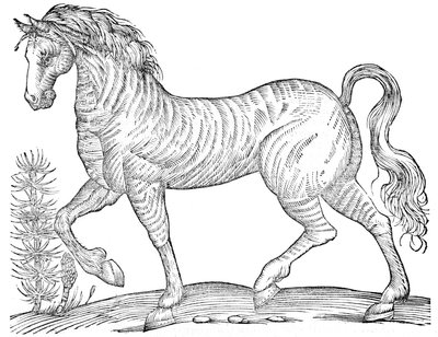  av Ulisse Aldrovandi