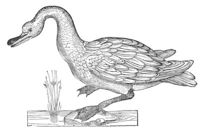  av Ulisse Aldrovandi