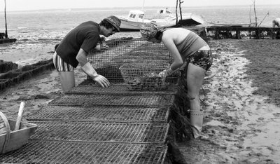 6080 C18 Ostregrower i Vendee Oyster august 1974 av Unbekannt