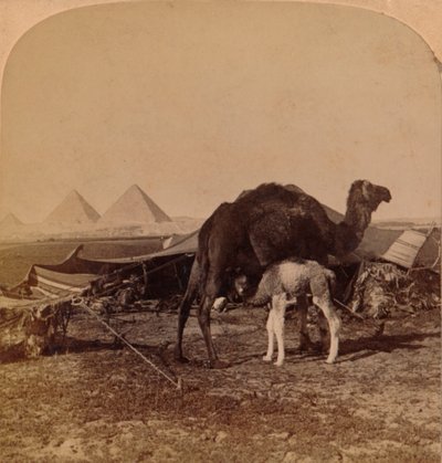 A Baby of the Desert, Egypt, 1896 av Unbekannt