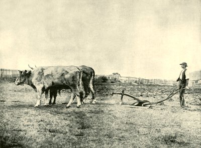 A Bullock Plough Team, 1901. av Unbekannt