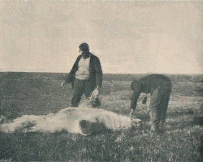 En død bjørn på reinsdyrøya 21. august 1893 , 1893 1897 av Unbekannt