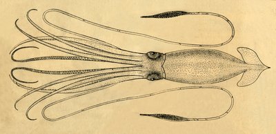 Et diagram over den gigantiske blekkspruten, 1881. av Unbekannt