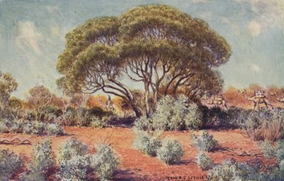 Et fruktbart sted i Central Australia, 1923. av Unbekannt