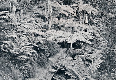 A Forest of Tree Ferns, Leura, Blue Mountains, c1900. av Unbekannt