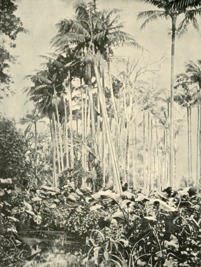 A Grove of Palms, 1901. av Unbekannt