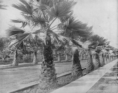 A Palm Avenue i Los Angeles, Cal., c1897. av Unbekannt