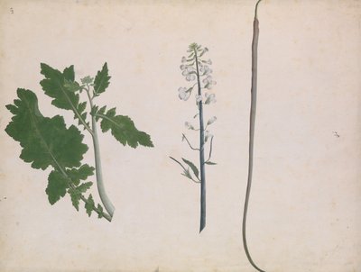 En reddikplante, frø og blomst, sent på 1700-tallet. av Unbekannt