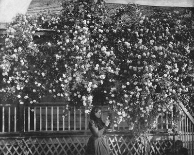 A Rose-Decked Home, Sør-California, USA, c1900. av Unbekannt