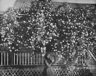 A Rose-Decked Home, Sør-California, c1897. av Unbekannt