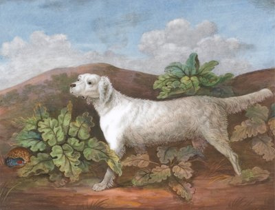 En setter: Venstre mot venstre, med en rapphøne som gjemmer seg blant burdokker til venstre, ca. 1805. av Unbekannt