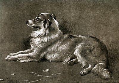 En sauehund, 1901 av Unbekannt