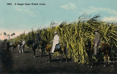 Et sukkerrørfelt, Cuba, 1912. av Unbekannt