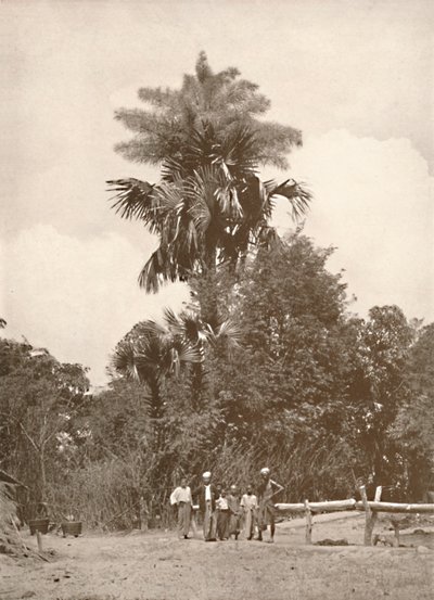 En Talipot-palme i blomst, 1900. av Unbekannt