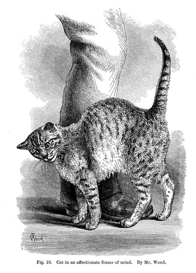 En katt i kjærlig sinnstilstand, fra The Expression and Emotions in Man and Animals, 1872 av Unbekannt